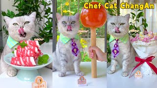 Chef Cat's Super Delicious Recipes Satisfy Your Imagination| Cat Cooking Food | Cute And Funny Cat