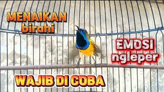 SOGON GACOR COCOK UNTUK MENAIKAN BIRAHI DAN EMOSI SOGON LAIN #sogon #sogongacor #sogonmania
