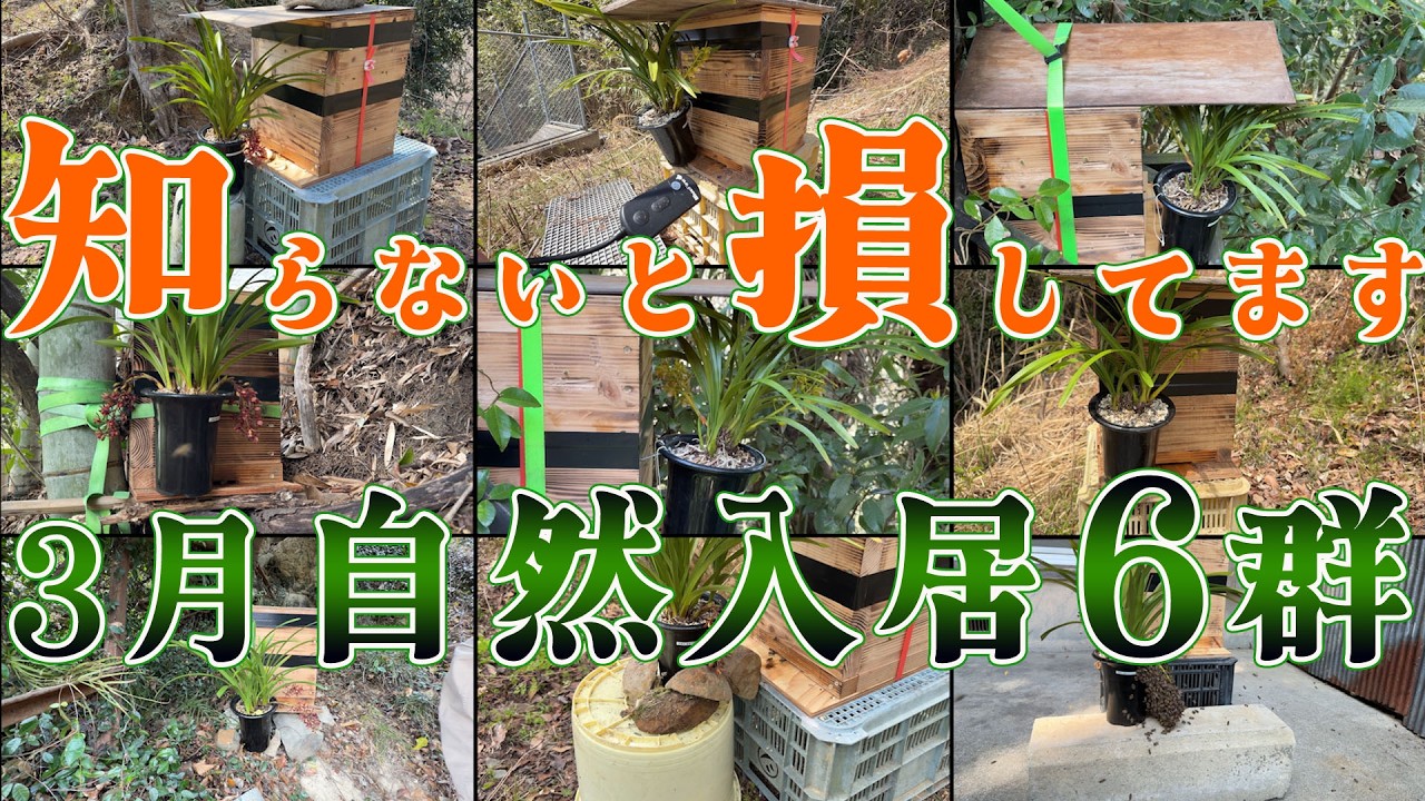 6 Japanese honeybee colonies naturally moved in within 5 days] Don 