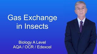 A Level Biology Revision 'Gas Exchange in Insects'