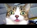 Funniest, cutest and most amusing ANIMAL videos #4 - Funny animal compilation - Watch & laugh!