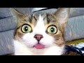 Funniest, cutest and most amusing ANIMAL videos #4  - Funny animal compilation - Watch & laugh!