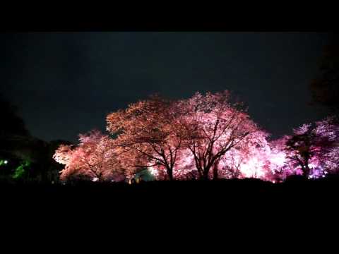 舞鶴公園の夜桜