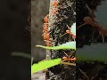 Bắt con kiến trên cao, mang trầu cau tới #vuive #funny