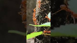 Bắt con kiến trên cao, mang trầu cau tới #vuive #funny