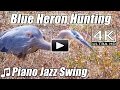 Piano Jazz Swing BLUE GREY HERON HUNTING Bird Watching Instrumental Song Music Nature Video 4K