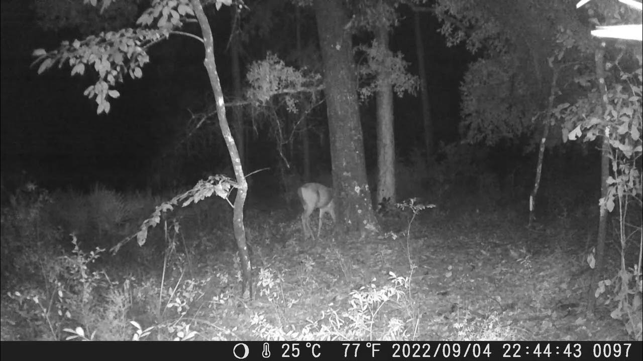 Apalachicola WMA YouTube