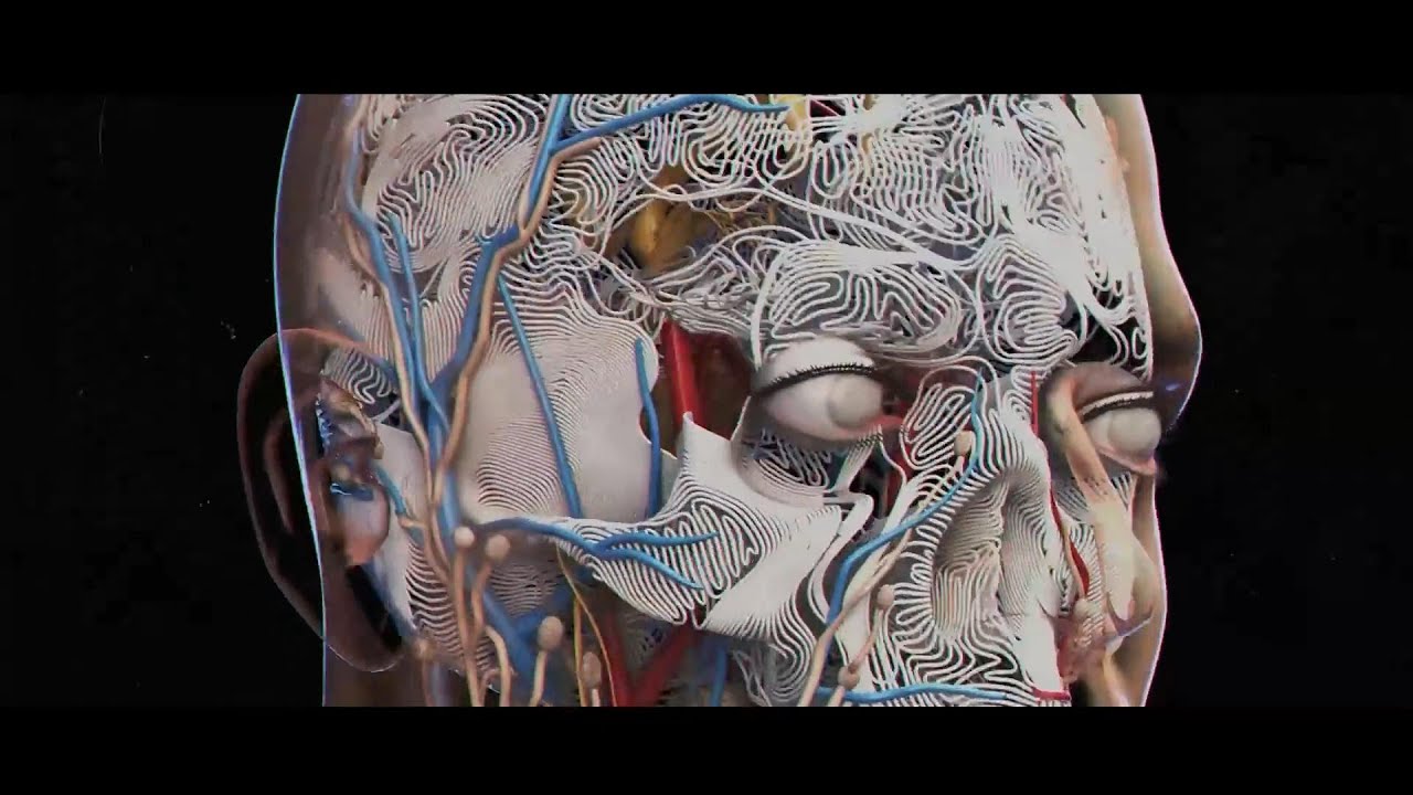 Brains Body! Navigating the Neurophysics of Self-Actualization