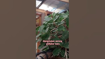 Nemu sarang perkutut baru di aviary