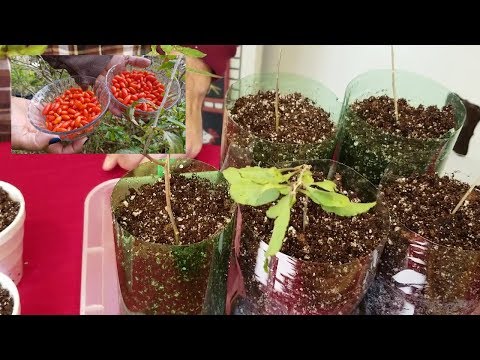 Vídeo: Propagação de Goji Berries - Cultivo de plantas de Goji Berry a partir de sementes ou mudas