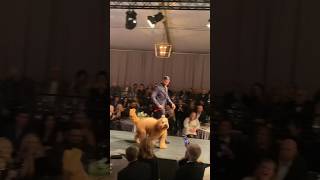Giant dog walks the runway! #nyfw #goldendoodle #dogfashion
