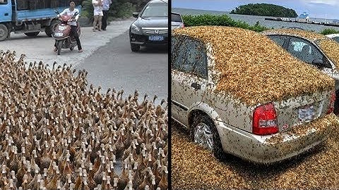 Why Did China Equip An Army Of 100,000 Ducks !