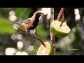 SAÍRA-AMARELA macho (STILPNIA CAYANA), BURNISHED-BUFF TANAGER, SANHAÇO-CABOCLO, SAÍ-DE-ASAS-VERDES.