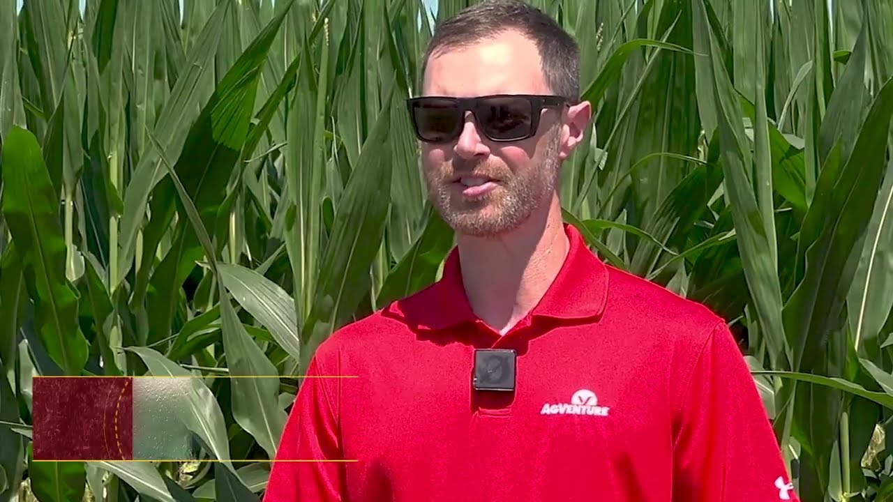 How Hot is Too Hot for Corn?