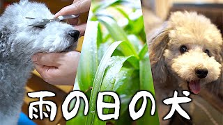 🐶アメノヒノ犬。セルフカットとお家遊び。【トイプードルのグリィ】【犬】【dog】【toy poodle】