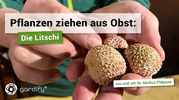 Wie lange brauchen Litschi zum Wachsen?