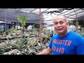 Ask Arid and Aroids Sansevieria EP 1 | Culture, Propagation and Variegated Sansevieria |