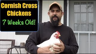 Raising Cornish Cross Chickens For Meat:  7 Weeks Old - The Final Week?
