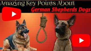 Amazing key Points About German shepherd Dogs.|Everything you need to know about German shepherd|