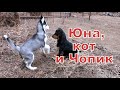 Юна, драка с котом и знакомство с Чопиком.