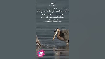 والطير محشورة كل له اواب | سورة ص #دعاء_ورسالة Surah Sad