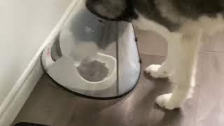 Smart Husky Knows How to Eat with E-Collar on Him lol by Daniel 133 views 2 years ago 16 seconds