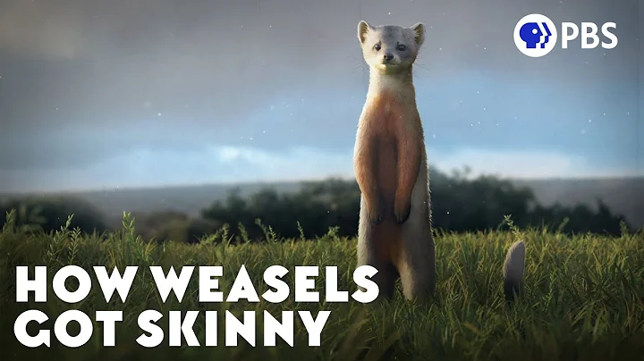 How Weasels Got Skinny