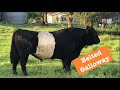 SEBO Farms Belted Galloway Cattle