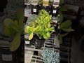 #melbourne #australia #bunnings #gardening #succulent #indoorplants  #outdoorplants #plantinfo