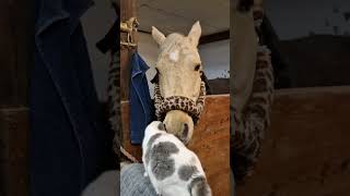 Cat and a Horse Meet for the First Time