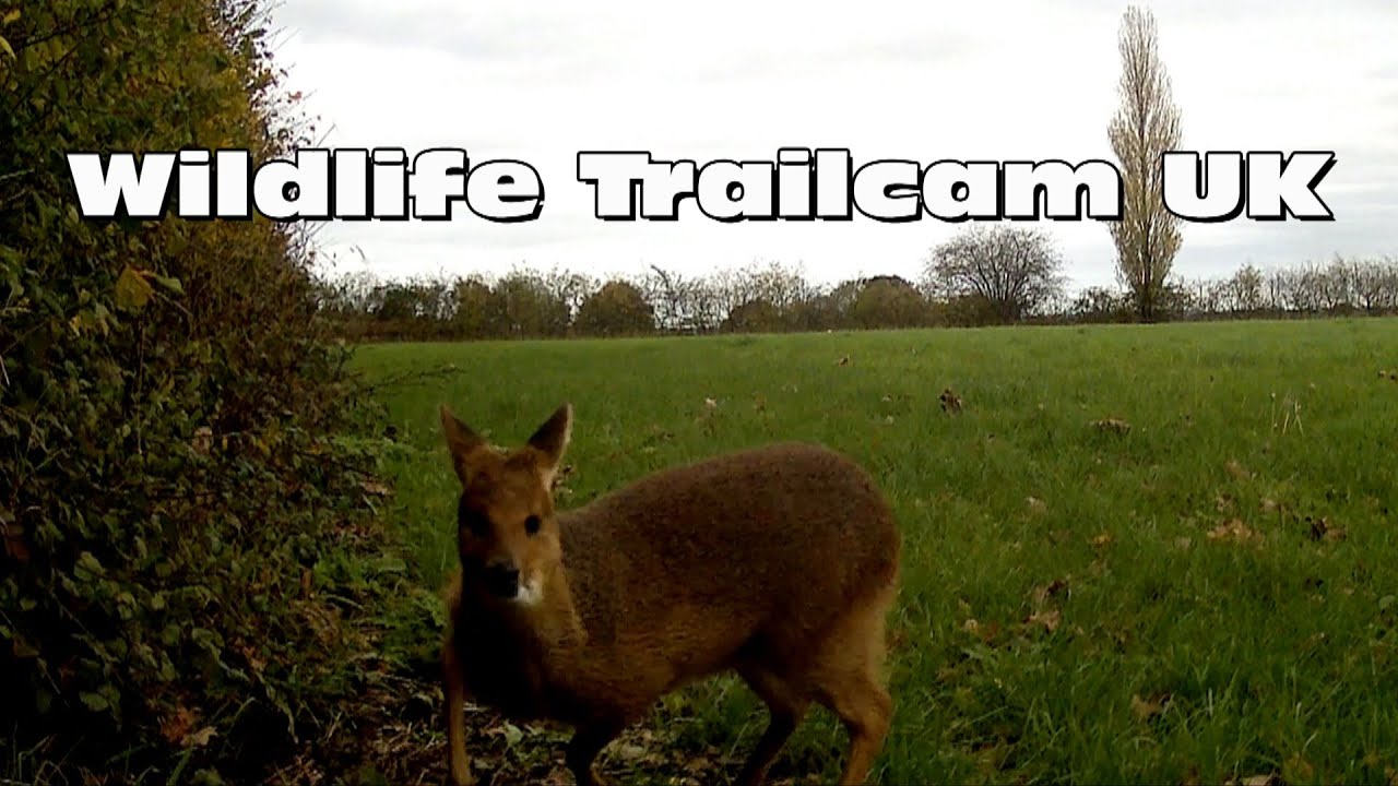 Deer scared of our cat and loads of pheasants! Trail camera Thursday