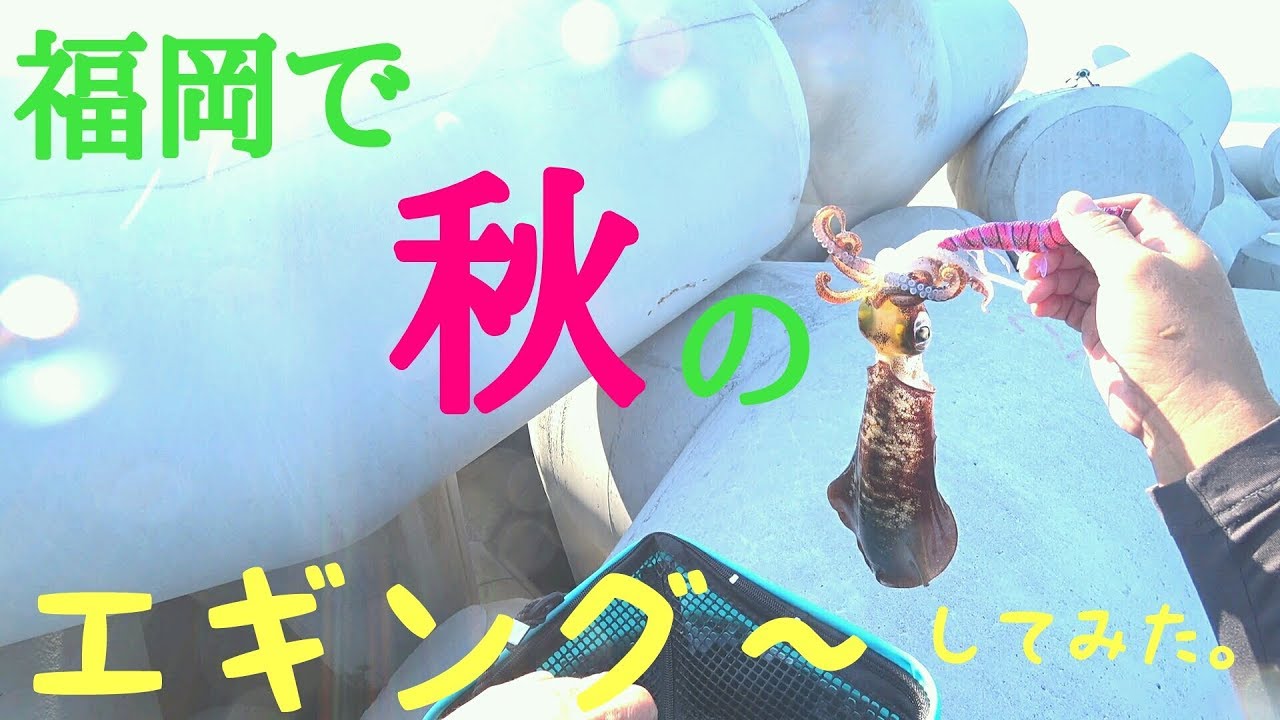 福岡県 糸島 秋エギング アオリイカ狙ってみようっと Youtube 福岡県 糸島 秋エギング アオリイカ狙ってみようっと Youtube