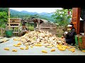 Journey to harvest corn to help KONG & NHAT's brother's family. Family Diary
