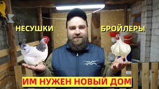 видео: НОВОЕ ПОМЕЩЕНИЕ ДЛЯ ЦЫПЛЯТ. Хозяйство будет расти картинка: НОВОЕ ПОМЕЩЕНИЕ ДЛЯ ЦЫПЛЯТ. Хозяйство будет расти