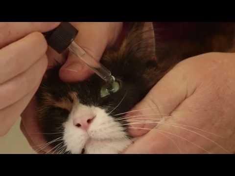 how-to-apply-eye-drops-or-ointment-to-your-cat