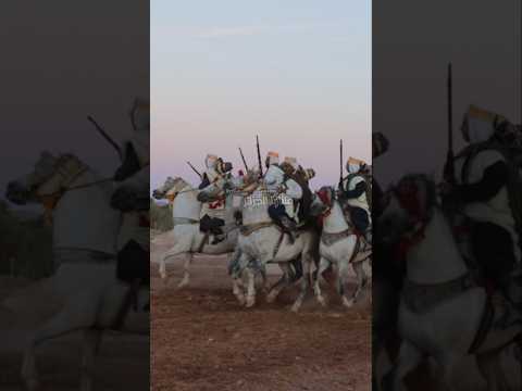 فنتازيا الجزائر خيل وبارود تراث ما يموتش علفة جلول فيلالي المشرية ولاية النعامة