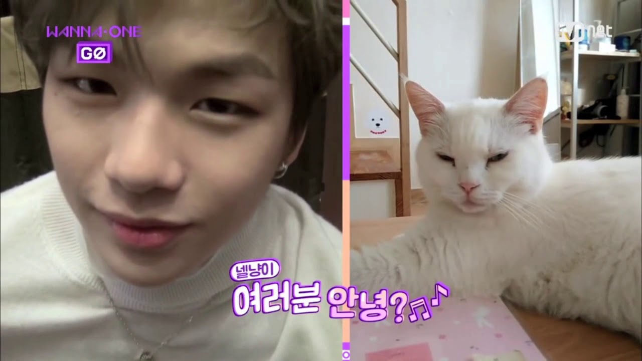 [EngSub] Kang Daniel's Cat Greeting