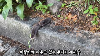 두더지 싸움에 개입한 고양이.. 그 결과..! by 영희네별장 4,135 views 10 months ago 3 minutes, 18 seconds