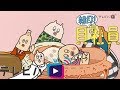 マテ貝の赤ちゃんをあやそう　ハイ貝『赤ちゃん』