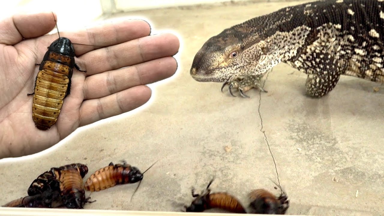 増え過ぎた巨大ゴキブリをオオトカゲの目の前にばら撒く