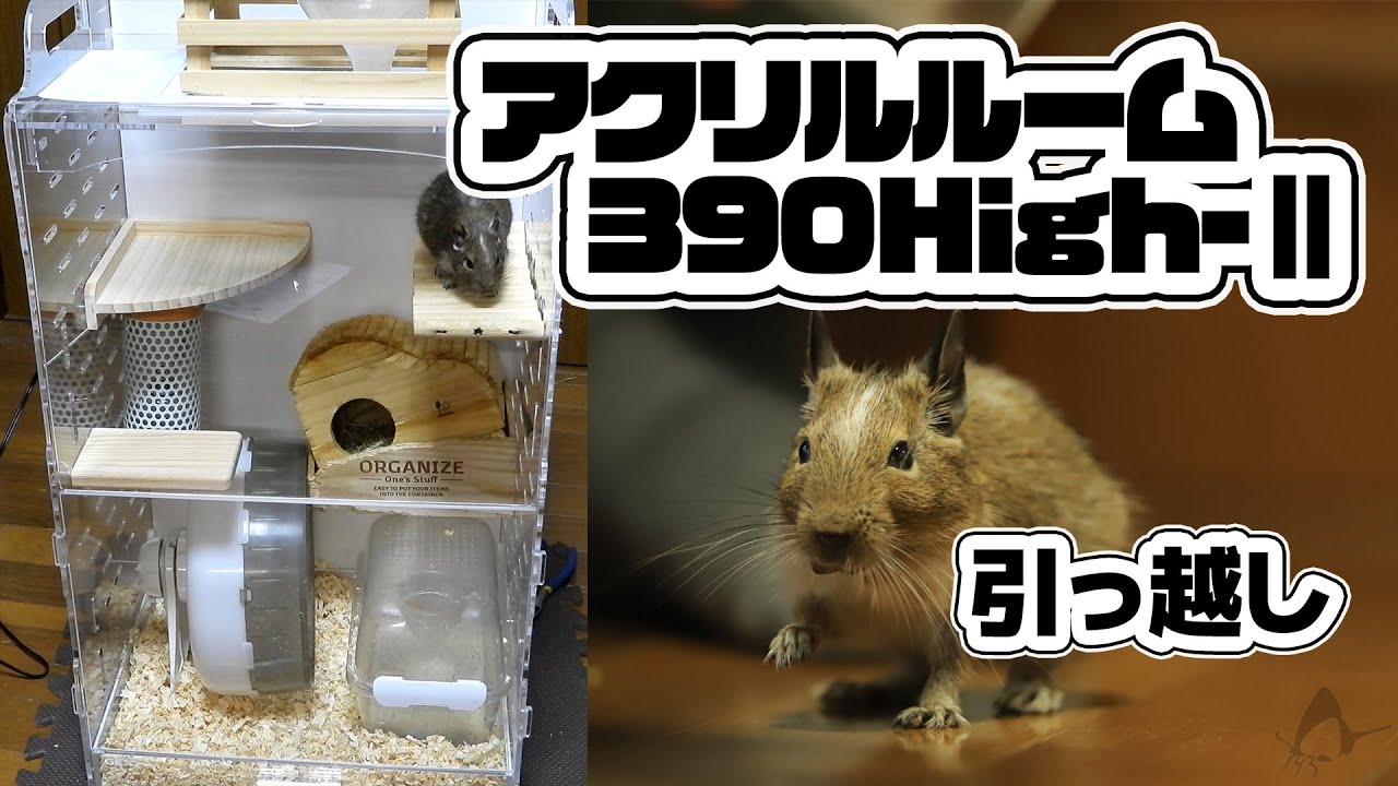 デグー】つむ、GEX アクリルルーム390High-Ⅱにお引越し - YouTube