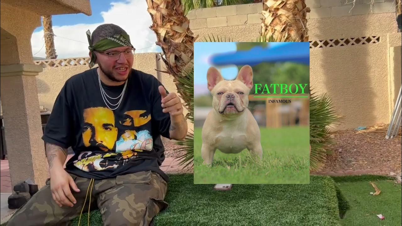 5 easy steps to promote your frenchie for breeding your dogs