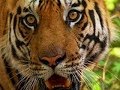 Tiger Tracking and Behavior Insights