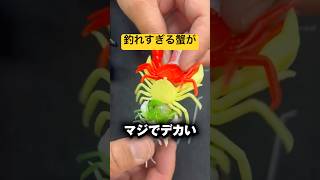 釣れすぎる蟹がマジでデカい　#shorts #short