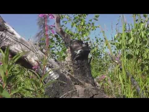 NASA Earth Expeditions is going ABoVE