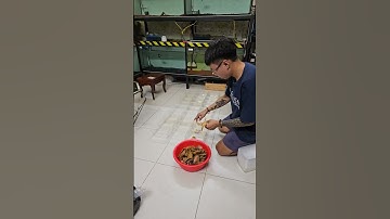 Những lưu ý quan trọng khi form Cá Lóc Kiểng Nữ Hoàng mini #cacanhanan | Cá cảnh An An