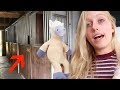 BIJ HUIS MET STALLEN KIJKEN + VOORBEREIDING HORSE EVENT! | Vlog #177