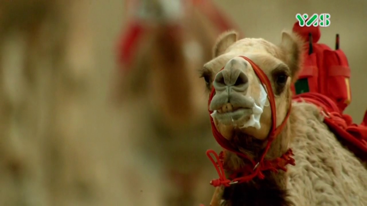 فيلم وثائقي عن هجن الرئاسة 2017