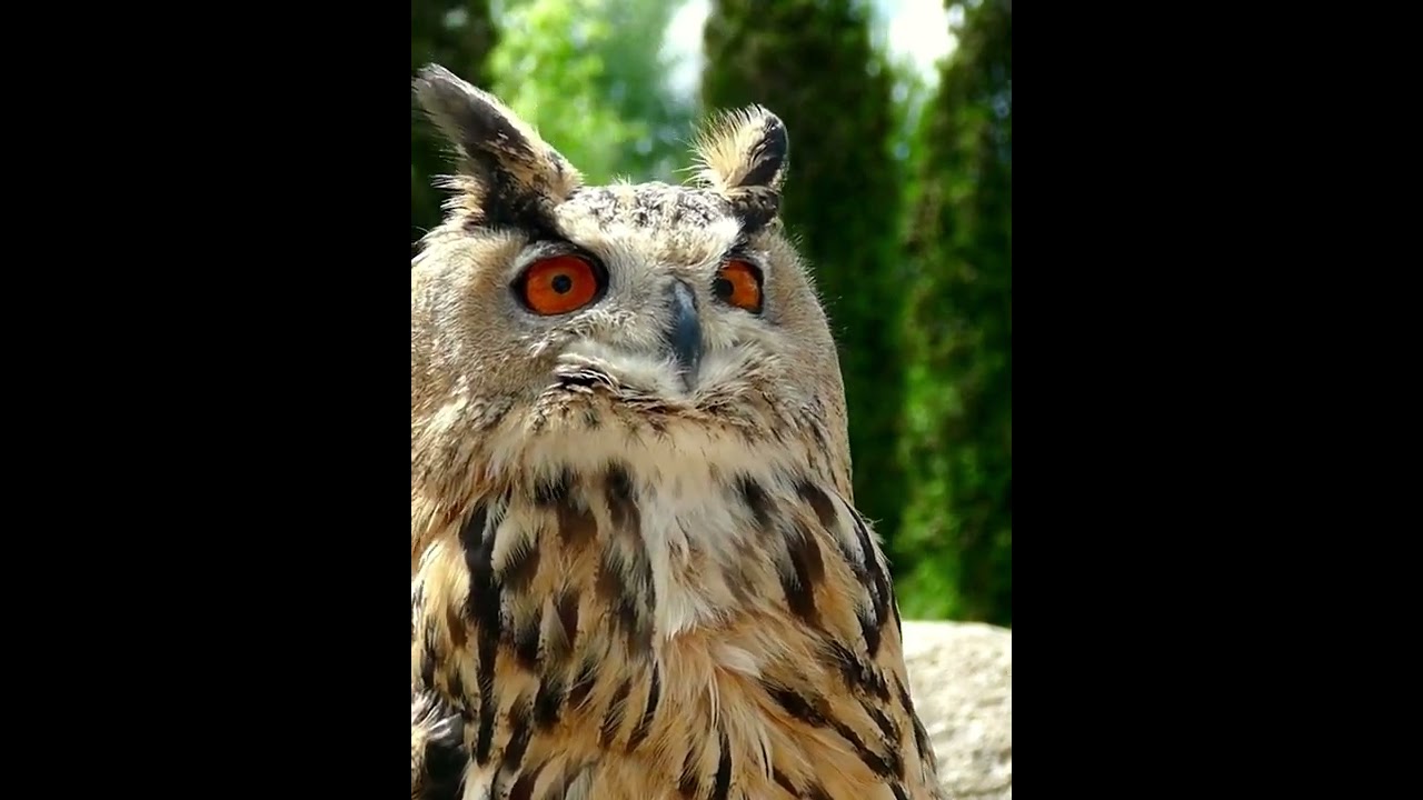 Eurasian eagle-owl，