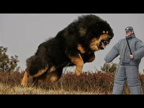Самые Дорогие Собаки в Мире: ТОП-14 Дорогих Пород